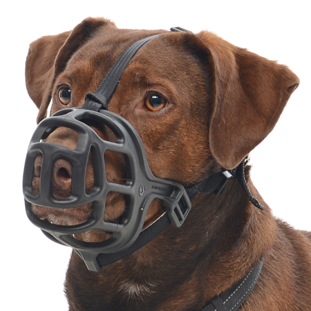 Bozal Perro