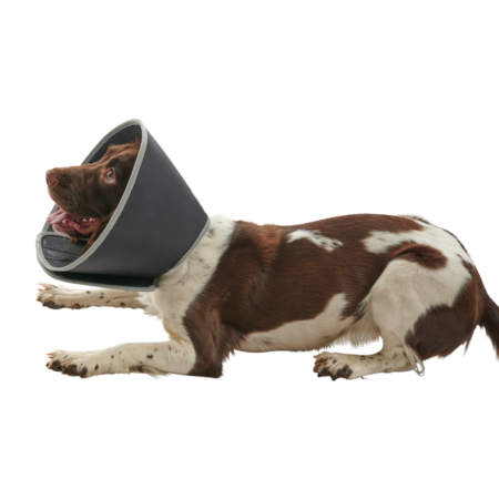 Collar Foam