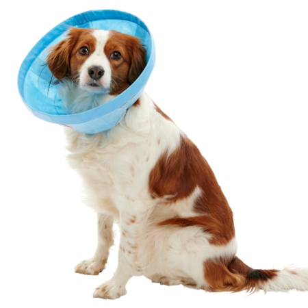 Collar Soft Flex